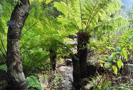 Image result for Cyathea manniana