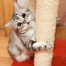 1080 x 1080 sad cat cats animals sad depressing 1920x1080 wallpaper animals 1920x1080 px baby animals cat kittens high quality Luhu Is The Saddest Cat In The World And You Ll Just Want To Hug Her Tettybetty