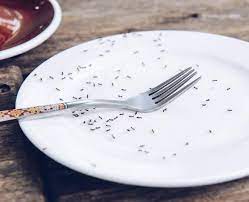 Though they are a tropical species, pharaoh ants are quite comfortable inside temperature controlled buildings in canada and other temperate climates. Is Your Kitchen Suffering From Ant Invasion These Home Remedies Will Help You Get Rid Of Them