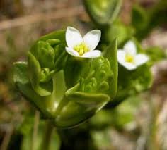 Image result for Sebaea