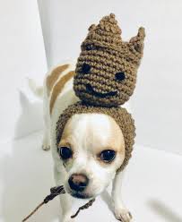 This Item Is Unavailable Etsy Dog Hat Crochet Dog Hat Crochet Dog