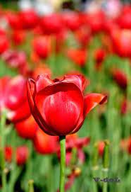 Red tulips are a favorite among the romantic type. Red Tulip Flowers Red Tulips Beautiful Flowers
