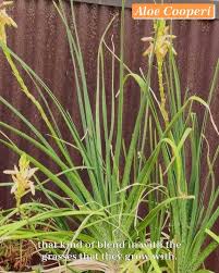 Image result for Aloe cooperi