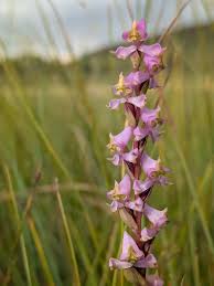 Image result for Disperis