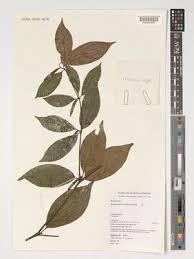 Image result for Rothmannia longiflora