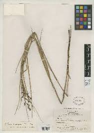 Image result for Scleria lagoensis