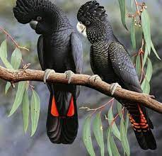 Maybe you would like to learn more about one of these? Red Tailed Black Cockatoo Pet All Diamond Painting