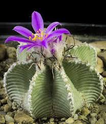 We did not find results for: 1 000 Types Of Cactuses With Pictures Cactus Identification Cheat Sheet Succulent Alley