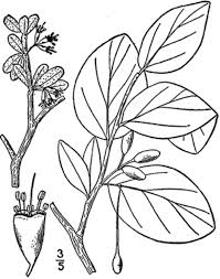 Mail order natives coupon codes for june 2021 end soon! Clay And Limestone Wildflower Wednesday Dirca Palustris