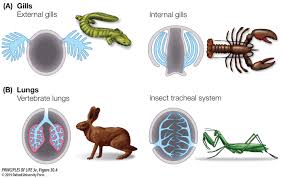 Gas Exchange In Animals Why Respire? Size Matters