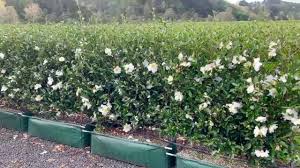 The glossy, dark green foliage creates a handsome natural hedge, foundation shrub or espalier specimen. Camellia Sasanqua Setsugekka Twining Valley Nurseries