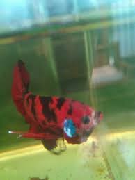 Plakat Koi Betta Bandung Betta Fish