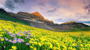 Who in this would not want to go to a place that looks and feels like heaven. Beautiful India Day 4 Valley Of Flowers National Park Uttarakhand India