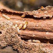 Albert, strathcona county, surgeon county, and. Pest Control Services Prince Georges Maryland Washington Dc Metrotermite Exterminator Services Termite Pest Control Management Service Extermination Inspection