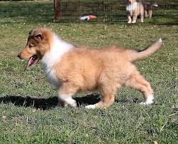 There are often many great collies for adoption at local animal shelters or rescues. Pin On All Creatures Great And Small