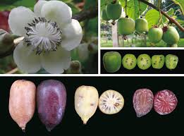 Image result for Actinidia