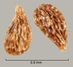 Image result for Orobanche