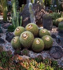 Well you're in luck, because here they come. Hardy Drought Tolerant Succulents Are Colorful Alternatives In Gardens Succulents Drought Tolerant Cactus Plants