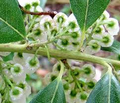 Image result for Agarista