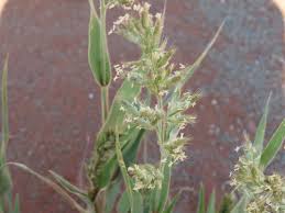 Image result for Schmidtia kalahariensis