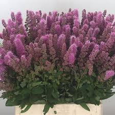 Image result for Spiraea billardii