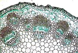 Maybe you would like to learn more about one of these? Plant Tissues The Ohio State University At Lima