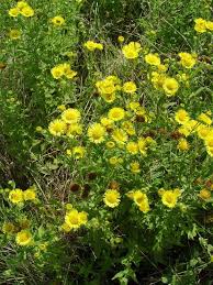 Image result for Pasaccardoa grantii