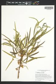 Image result for Searsia grossireticulata