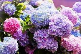 Hortensien sind eine bereicherung für jeden garten. Hortensie Die 10 Besten Pflegetipps Und Sorten Hydrangea