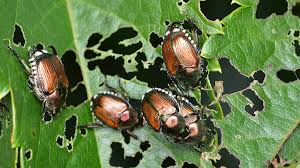 Bark beetles feed and breed between the bark and the wood of various tree species. Japanese Beetles Coming Soon To A Plant Near You Fight Back