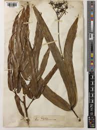 Image result for Astropanax