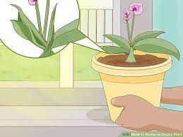 How To Revive An Orchid Plant Plants Indoor Orchids Growing Orchids