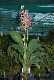 Image result for Phaius