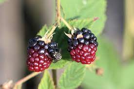 Zwar gilt der strauch der brombeere (rubus fruticosus) als robust und unkompliziert, dennoch sollten sie brombeerfarbe zeigt die reife an. Erntezeit Von Brombeeren Wann Sind Sie Reif