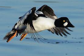 Goldeneye Duck A Photo On Flickriver Goldeneye Duck Wild Duck Nature Birds