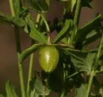 Image result for Hypericum peplidifolium