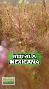 Image result for Rotala mexicana