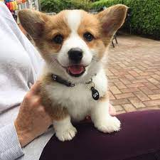 He will make a great family pet. Pretty Corgi Cute Corgi Puppy Cute Corgi Cute Puppies