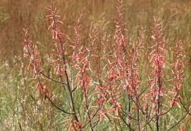 Image result for Nidorella welwitschii