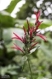 Image result for Justicia scandens