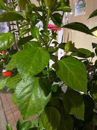 Image result for Hibiscus migeodii