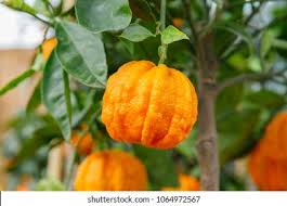 Image result for Citrus × aurantium
