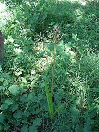 Image result for Orthochilus ruwenzoriensis