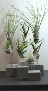 Super Concrete Holder For Tillandsien Concrete Deko Dekoration Dekorationdi In 2020 With Images Air Plants Decor Plants Plant Decor