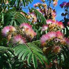 Image result for Albizia grandibracteata