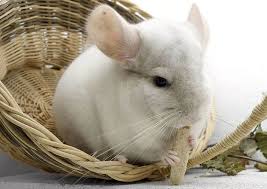 Check spelling or type a new query. Chinchilla Breeders Near You Best Options Tips