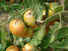 Une tomate crevassée ne revient pas à la normale. Die Ultimative Geschmackstomate Ich Bin Dann Mal Im Garten