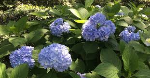 Hydrangeas vary in how and when they bloom. What S Wrong With My Hydrangea In 2020 Hydrangea French Hydrangea Hydrangea Garden