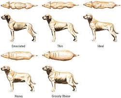 Purinas Body Condition Chart Shows Dogs In A Range Of