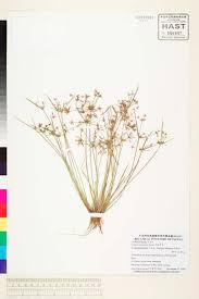 Image result for Cyperus tenuispica